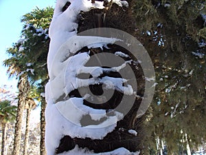 Winter, snow on palm tree