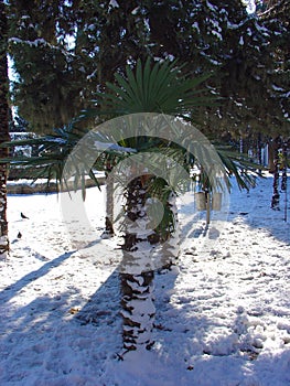 Winter, snow on palm tree