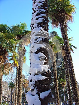 Winter, snow on palm tree