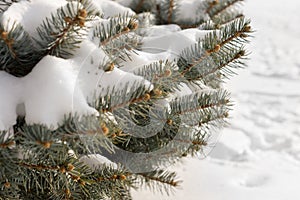 Winter snow on pine branches