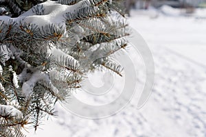 Winter snow on a pine tree
