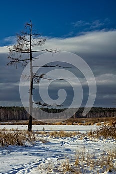 Winter and snow, pine tree by road among snow and dry grass