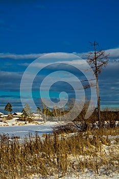 Winter and snow, pine tree by road among snow and dry grass
