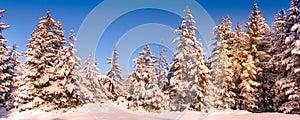 Winter snow pine trees forest banner background