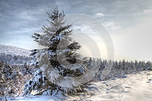 Winter Snow Scene HDR photo