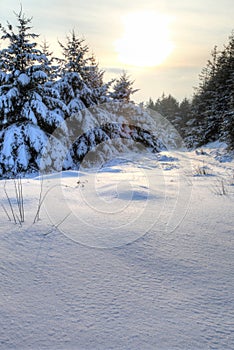 Winter Snow Scene HDR