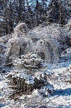 Winter snow scene in Jingyuetan National Forest Park