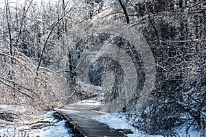 Winter snow scene in Jingyuetan National Forest Park