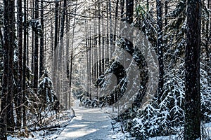 Winter snow scene in Jingyuetan National Forest Park