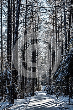 Winter snow scene in Jingyuetan National Forest Park