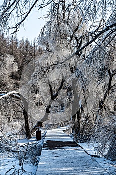 Winter snow scene in Jingyuetan National Forest Park