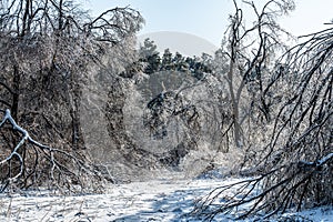 Winter snow scene in Jingyuetan National Forest Park