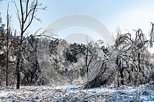 Winter snow scene in Jingyuetan National Forest Park