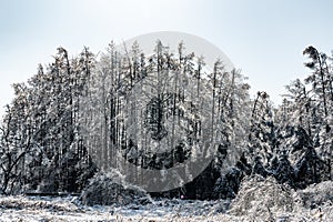 Winter snow scene in Jingyuetan National Forest Park