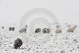 Sheep in Snow Storm Noordeloos photo