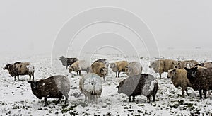 Sheep Winter Snow Storm Noordeloos photo