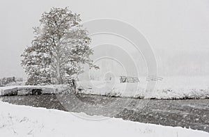 Tree Winter Snow Storm Noordeloos photo