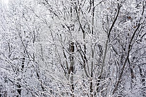 Winter Snow Storm in the woods snow covered trees and bushes