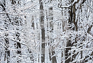 Winter Snow Storm in the woods snow covered trees and bushes