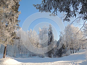 Winter snow sunlight forest landscape