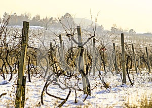 Winter snow theme landscape at the vineyard