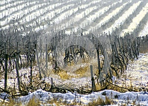 Winter snow theme landscape at the vineyard