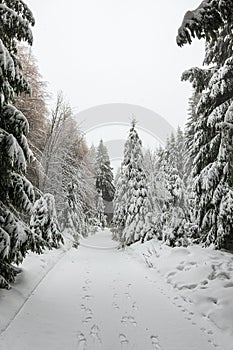 Winter with snow in the Thuringian Forest near Oberhof, Germany
