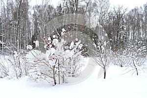 Winter, snow, tree, landscape, cold, forest, nature, white, sky, frost, trees, blue, scene, ice, frozen, season, snowy, road, park