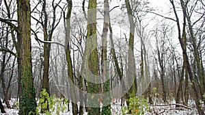 Winter Snow Trees, Park Road Perspective, White Alley Tree Rows