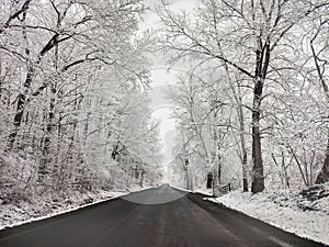 Winter Snow Trees, Park Road Perspective, White Alley Tree Rows