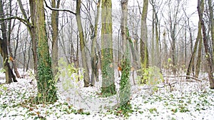 Winter Snow Trees, Park Road Perspective, White Alley Tree Rows