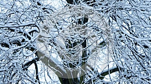 Winter Snow Trees, Park Road, White Alley Tree Rows