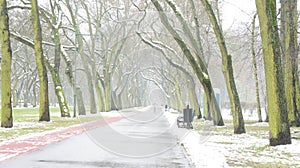 Winter Snow Trees, Park Road, White Alley Tree Rows