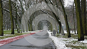 Winter Snow Trees, Park Road, White Alley Tree Rows