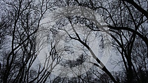 Winter Snow Trees, Park Road, White Alley Tree Rows