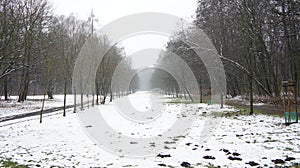 Winter Snow Trees, Park Road Perspective, White Alley Tree Rows