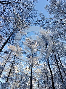 Winter snow trees to the sky