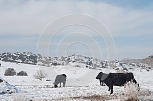 Winter Snow in Western Colorado