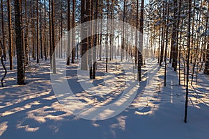 In winter snow wood