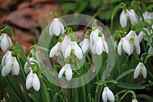 Snowdrop Flower