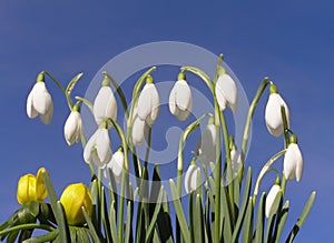Winter snowdrop and winter aconite
