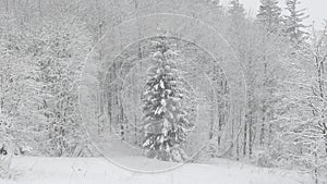 Winter snowfall in the forest, falling snow. Winter landscape. Snow covered trees