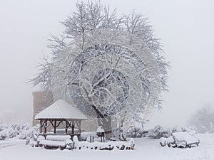 Winter snowfall has enveloped the entire space in the park with a white fluffy blanket, snow euphoria reigns in the air.