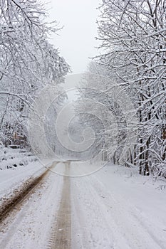 Winter snowfall has enveloped the entire space in the park with a white fluffy blanket, snow euphoria reigns in the air.