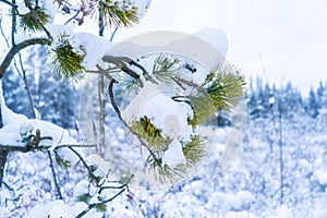 Winter snowfall after a snowstorm in Vancouver Delta BC, at Burns Bog. Snowy forest scenes