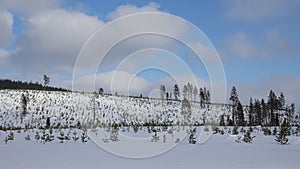 Winter snowfield with small trees in Swedish Lapland