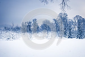 Winter snowing landscape forest with snowy covered trees and dark blue dramatic sky