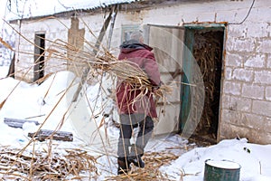 Winter is snowing. A male farmer carries dry reeds in a barn. Rural landscape