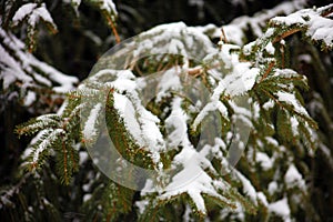 Winter snowing scene with trees in background