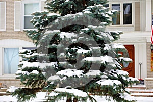 Winter snowing scene with trees in background